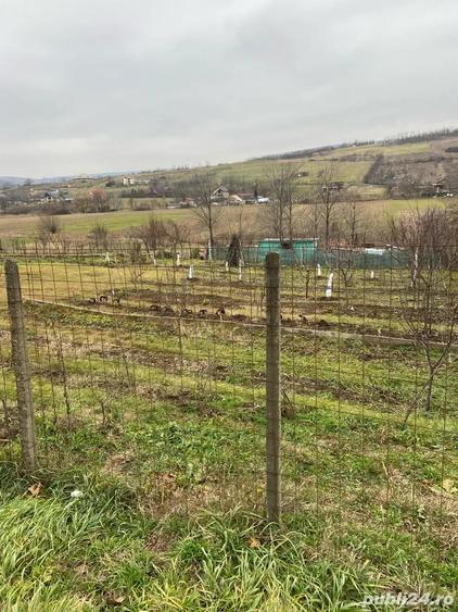 Teren de 4750 mp, în Chicerea