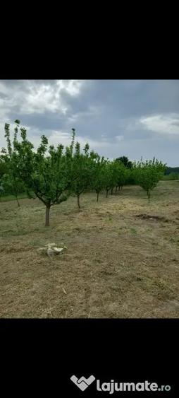 Casă cu 3 camere în Central