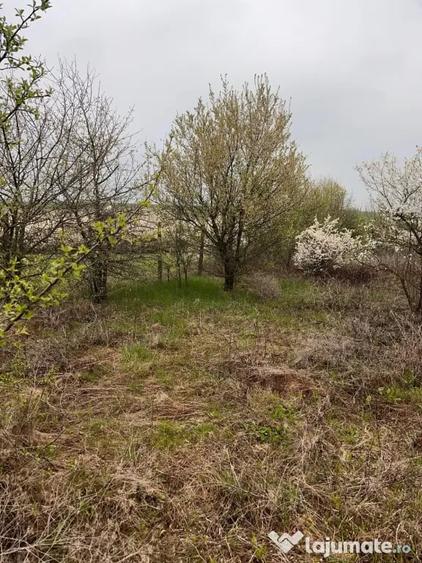 Teren de 5800 mp, în Bencecu de Jos