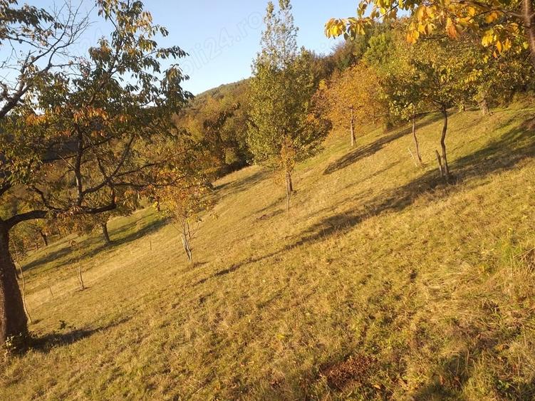 Teren de 2000 mp, în Brusturi