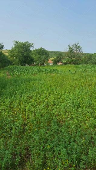 Teren de 2889 mp, în Bencecu de Jos