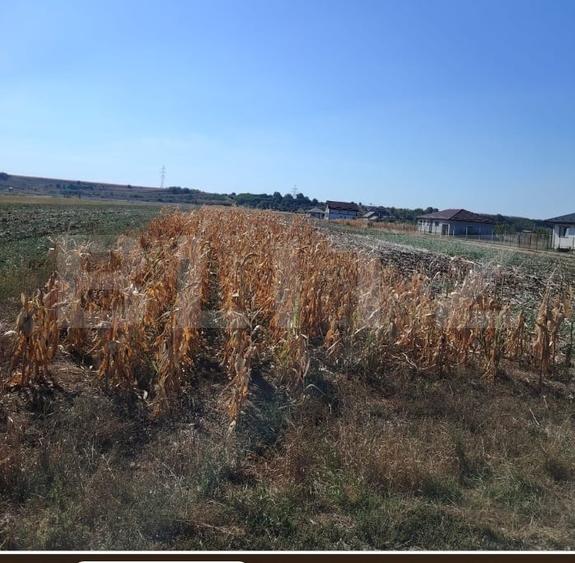 Teren Construcții de 3000 mp, în Mihai Viteazu