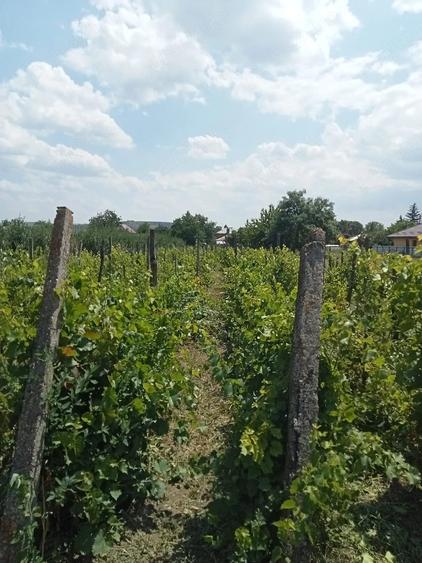 Teren de 2400 mp, în Războieni