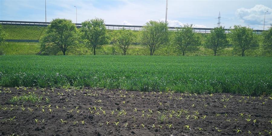 Teren  Zona Stupini Merilor  1693 Mp Intravilan - 6