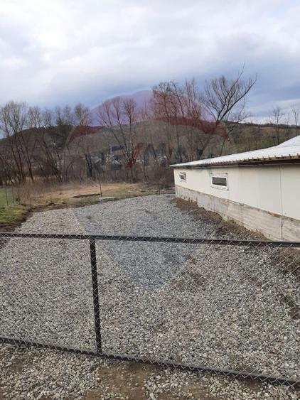 Afacere la cheie in cresterea porcinelor - Rona de Jos - 4