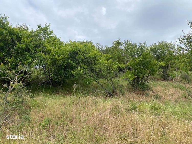 Teren intravilan 867 mp Paleu, zona str. Padurii zona Oncea - 5