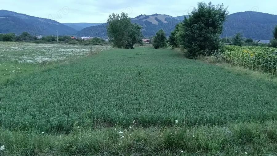 Teren de 2030 mp, în Dofteana