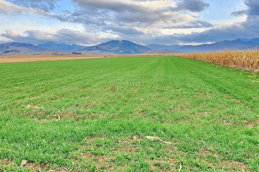 Teren extravilan Tarlungeni - 7