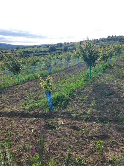 Vand teren în Letcani  - 1