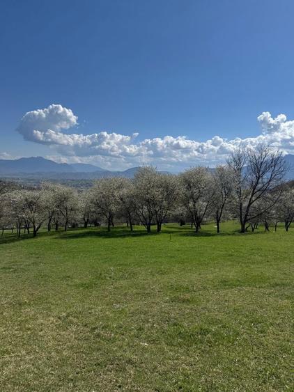 Teren in Bran Predelut la poale de munte intravilan - 6