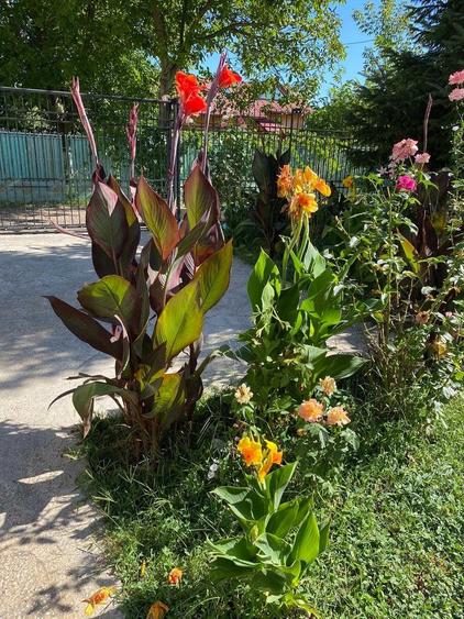 Vila Snagov Sat 5 dormitoare -600 mp teren gradina amenajata-COMISIN 0 - 2