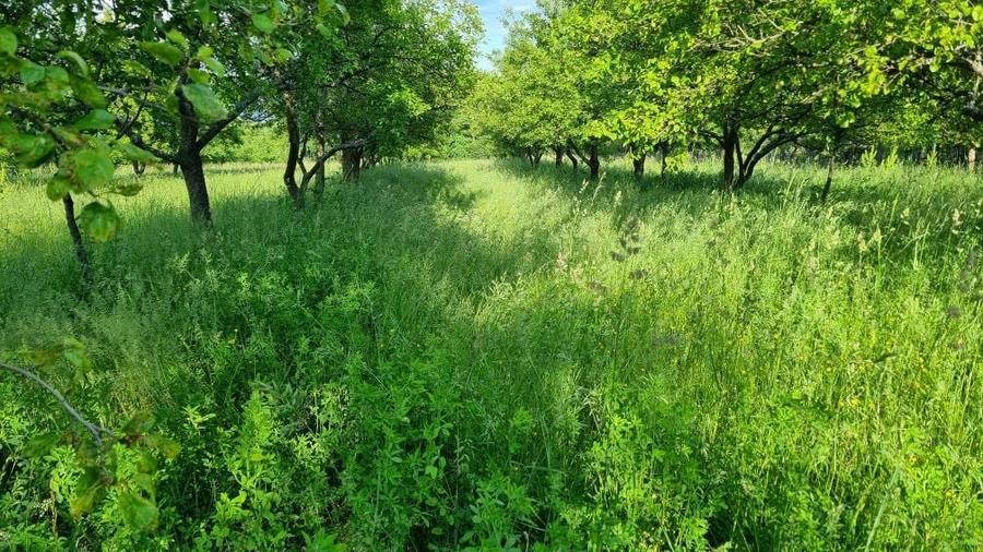 Casa batraneasca din caramida - 3