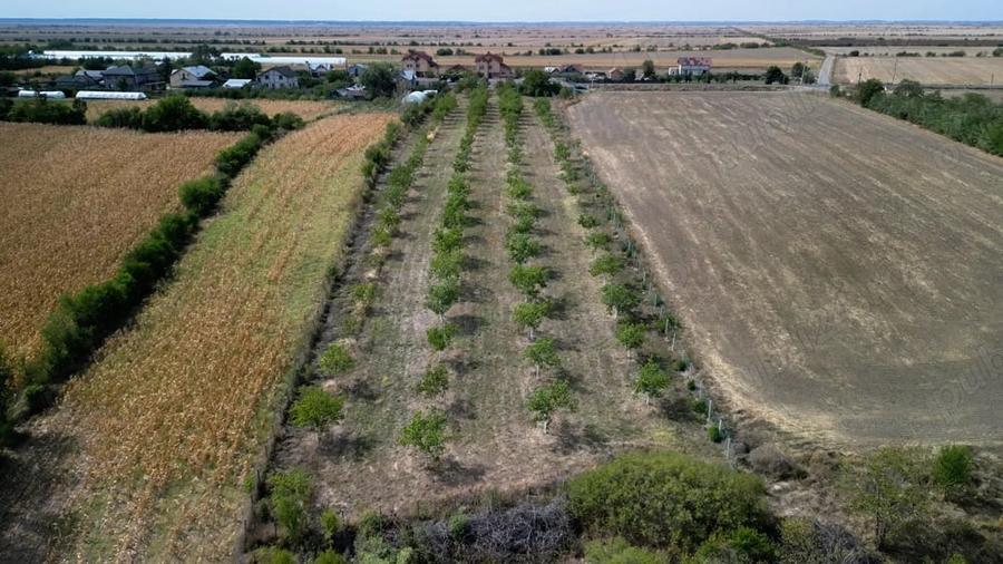 Teren de 9654 mp, în Dobra