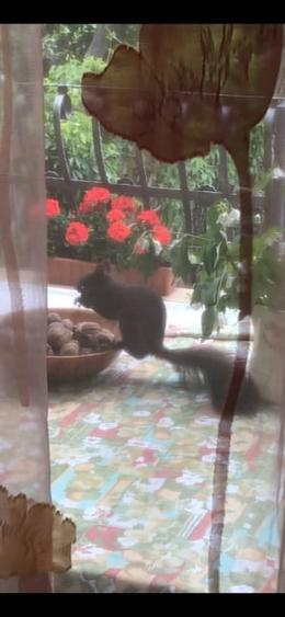 Casa superba Parcul Subarini - 37