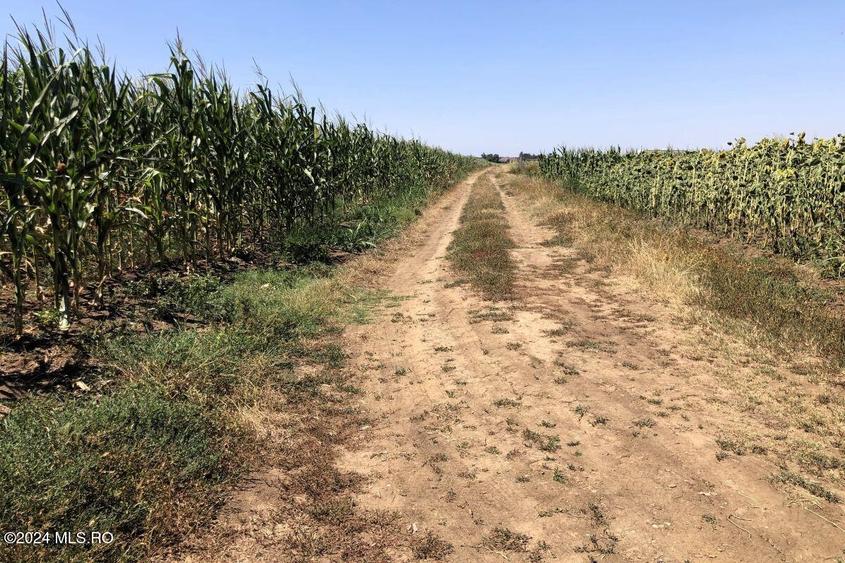 Moara Vlasiei - langa Padurea Biglaru, 11.884 mp, deschidere 40 ml! - 8