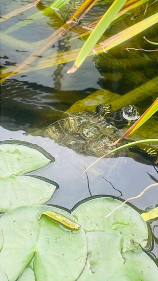 Casa moderna in Balotesti, 4 cam, 3 bai, curte superba 730 mp, 0% comision - 23