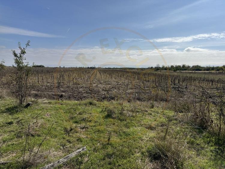 Teren 5216 mp la 2 pasi de autostrada A1 - 7