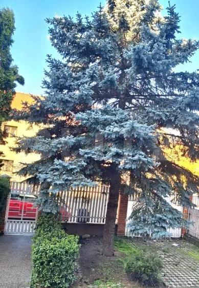 Casă cu 14 camere cu Piscina în Soarelui