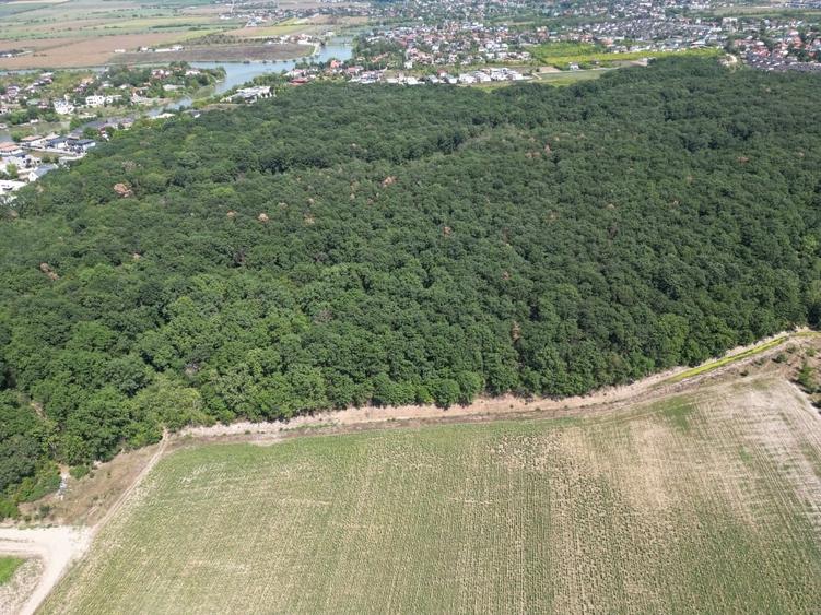 Teren intravilan langa padure Corbeanca Park - 2