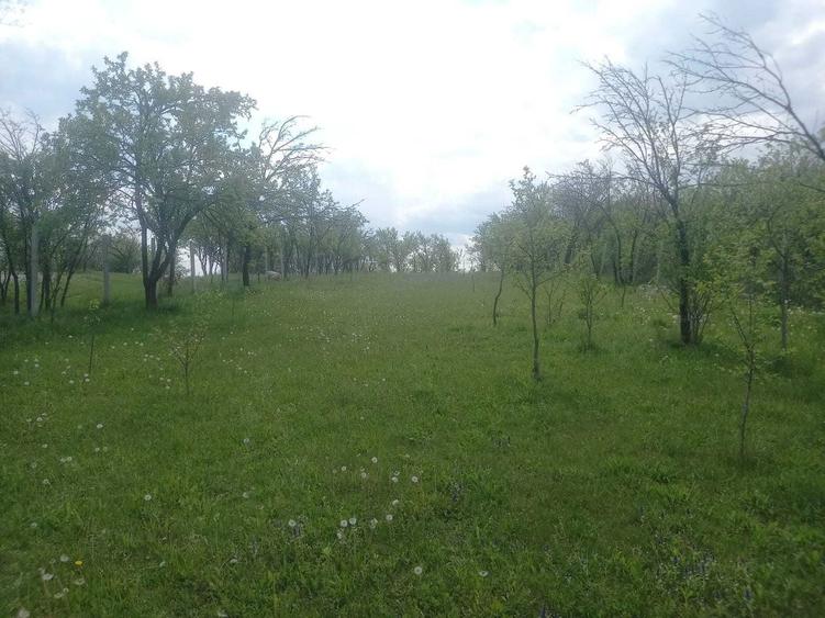 Teren intravilan 1700 mp - Drajna de Jos, Poiana Mierlei 15/mp, neg - 7