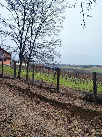 37 arii intravilan Viile Satu Mare - 9