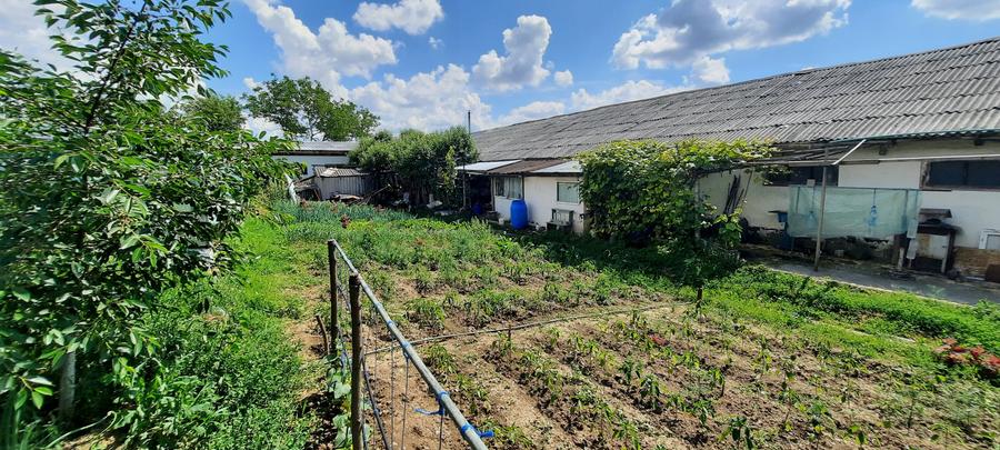 Hala zona Drumul Tatarilor - 2