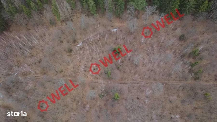 Padure mixta de vanzare in Dalnic! - 6