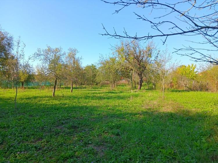 Vand Teren Intravilan 2877 mp Surducu Mic TM - 3