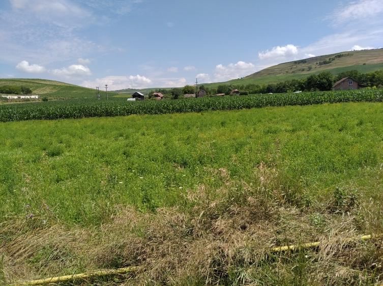 TEREN INTRAVILAN EXCEPTIONAL 6.600 MP LA MARGINEA SOSELEI ASFALTATE - IEFTIN ! - 2