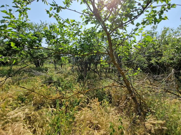 Teren langa lac - 40 km de Bucuresti - 7