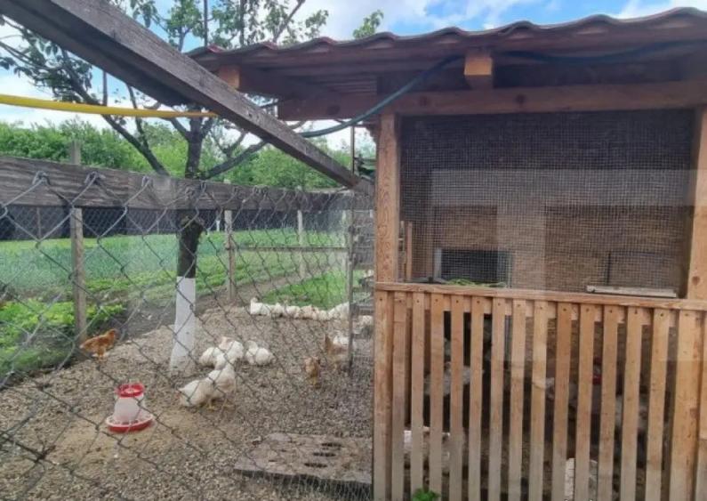 Casa individuala, 4 camere, 200 mp si teren 1800 mp, Magurel - 14