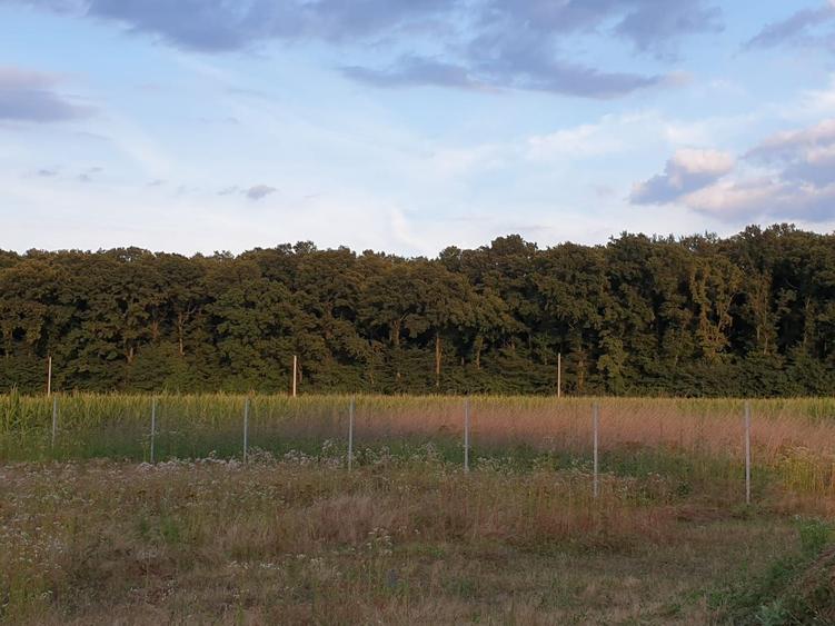 TEREN CONSTRUCTII-INTRAVILLAN-SUPERB-SNAGOV-PADURE-UTILITATI-PROIECT - 5