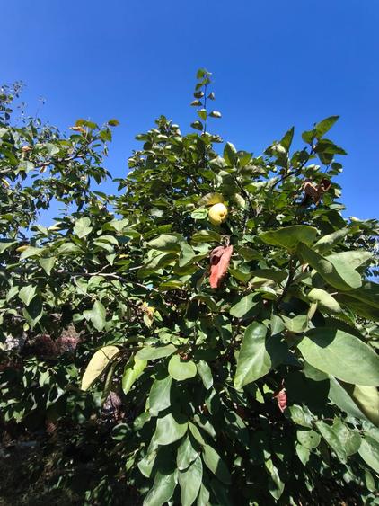 Casă Tradițională cu Teren Generos în Valu lui Traian - 8