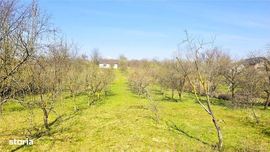 Casa cu 2 camere si livada | Teren 4.395 mp cu alee printre 70 de pomi - 9