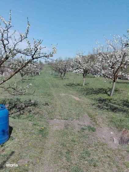 Teren intravilan Sopor - 5