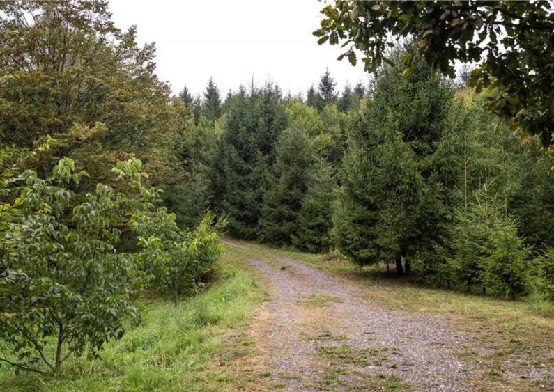 OFERTA REZERVATA!!Refugiu montan,cu 2100 mp domeniu verde,ar - 11