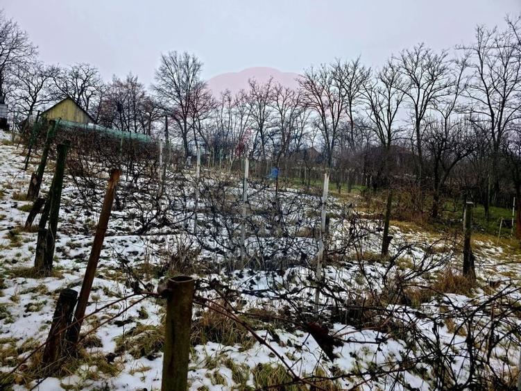 Teren intravilan 4,516mp Doina - 3