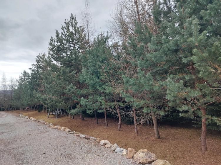 Esti interesat de proprietate si afacere la munte in Bucovina - 4