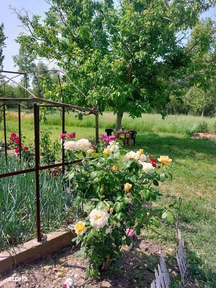 Oaza de liniste cu izvor natural si padurice - 3800 mp in Mastacani - 2