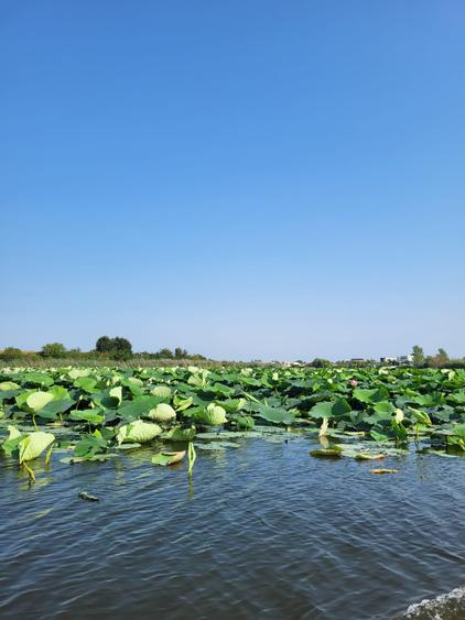 VANZARE TEREN INTRAVILAN CU VEDERE LA LAC - SNAGOV SE VINDE LOTIZAT SAU INTEGRAL - 5