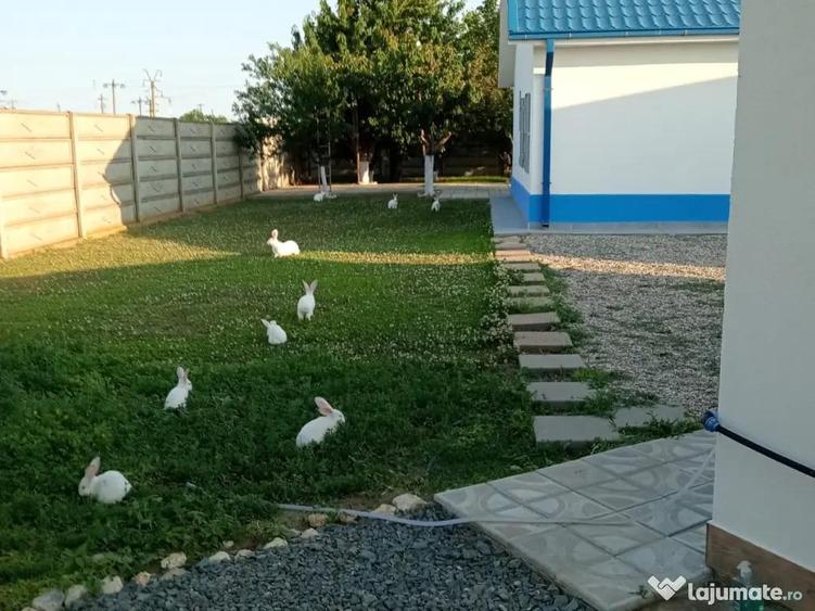 Vand casa in Corbu, jud. Constanta - 4