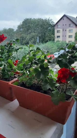 PROPRIETAR vand ap 2 cam, et 2 in vila. Parcare. Bacau - 8