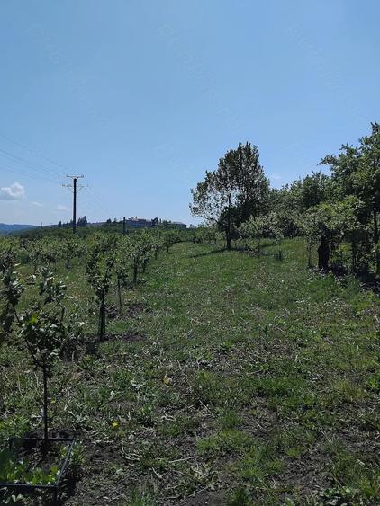 Teren de 6000 mp, în Fălticeni