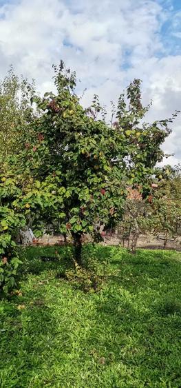Casa de vanzare - teren 2357 mp in comuna Pietrari - 3