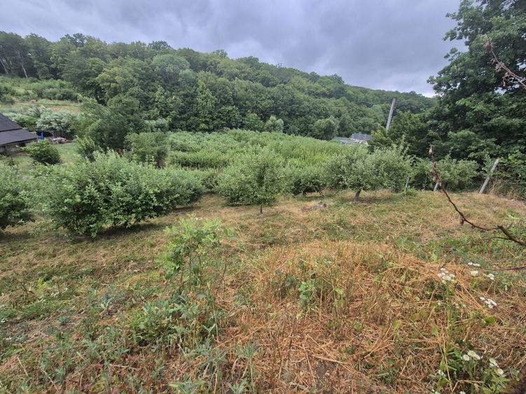 Teren extravilan (inclus in PUG 2026) aproape de Bistrita - 4