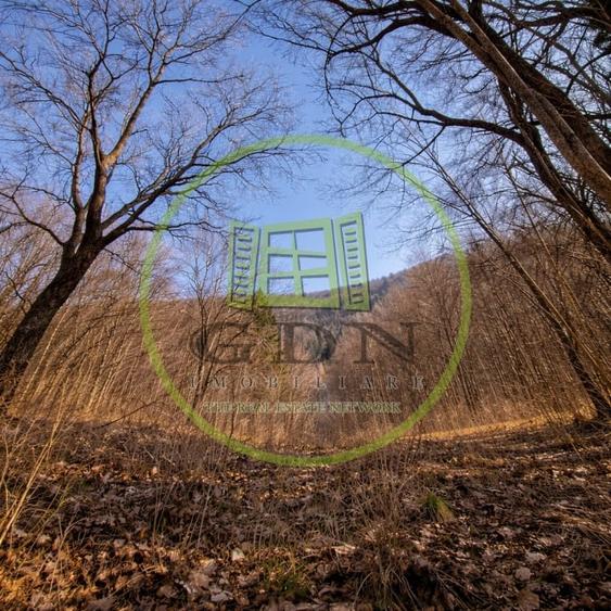 Pădure de vânzare în Scheii Brașovului 2 hectare de natură Brașov Schei - 5
