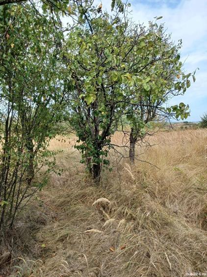 Teren intravilan cu casa - 8