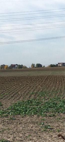 Teren Caciulati Moara Vlasiei 4900 mp 4 mp - 6