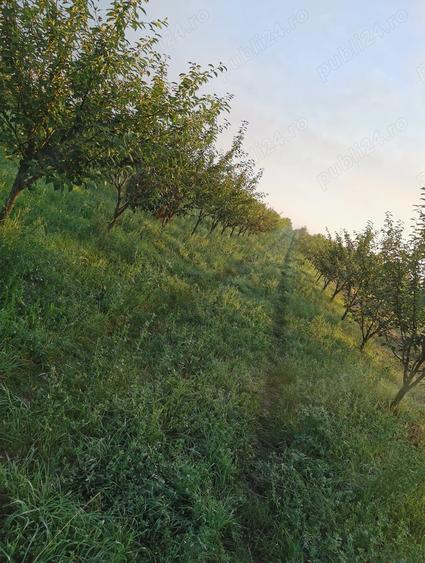 Teren de 17000 mp, în Leorinț