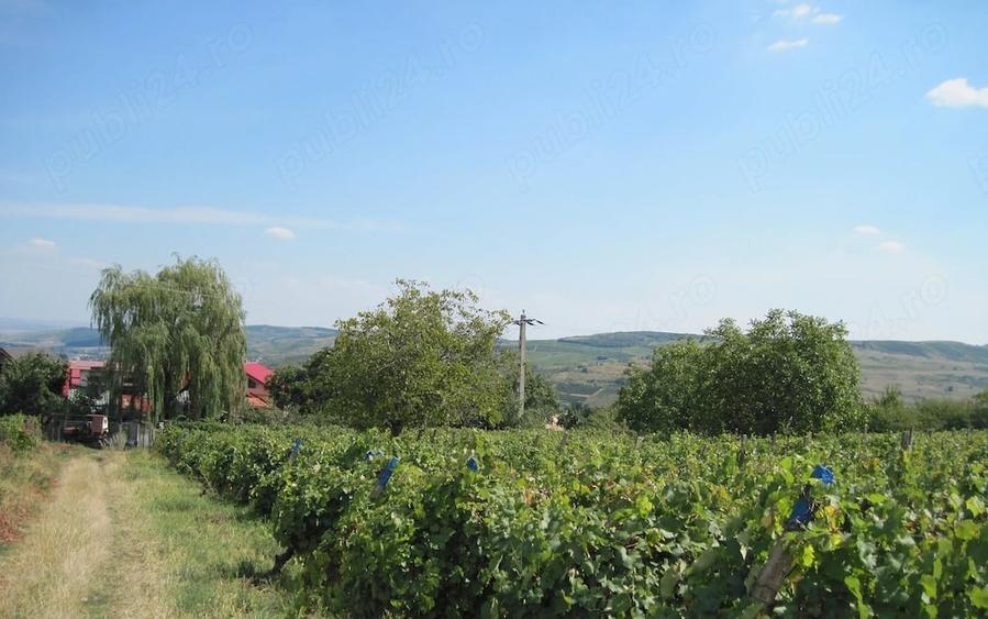 Teren de 4500 mp, în Central